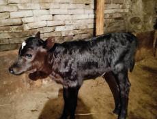 Продается тёлка