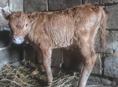 Телёнок бычок 10 дней 
