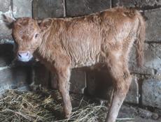 Телёнок бычок 10 дней 