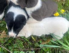 Щенки алабая