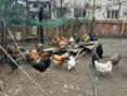 Продам домашних Курей 