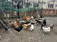 Продам домашних Курей 