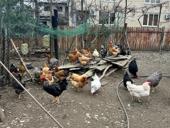 Продам домашних Курей 