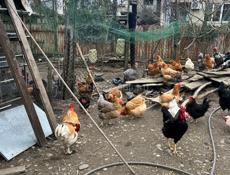 Продам домашних Курей 