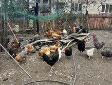 Продам домашних Курей 
