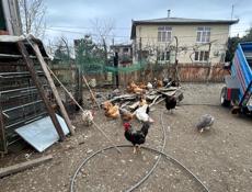 Продам домашних Курей 