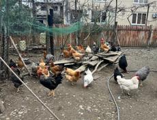 Продам домашних Курей 
