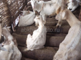 АБЩТКУА Козы и Коровы 
