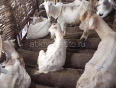 АБЩТКУА Козы и Коровы 