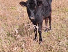 Продам тёлочку