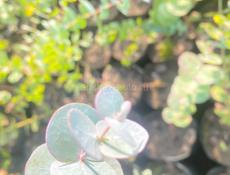 Саженцы  Эвкалипта