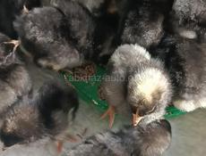 Цыплята 
