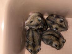 Джунгарские хомячки ! 