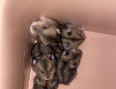 Джунгарские хомячки ! 