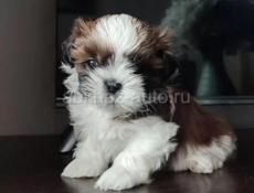 Щенки ши тцу 