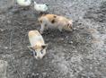Продам поросят 
