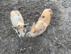 Продам поросят 