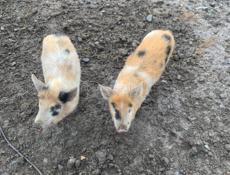 Продам поросят 