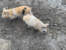 Продам поросят 