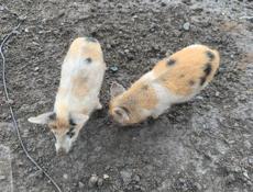 Продам поросят 