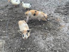 Продам поросят 