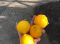 Домашний лимон в основном весь крупный отдам оптом по 40 р 