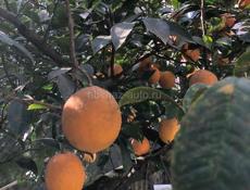 Домашний лимон в основном весь крупный отдам оптом по 40 р 