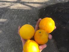 Домашний лимон в основном весь крупный отдам оптом по 40 р 