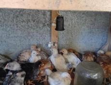 Продаю цыплят