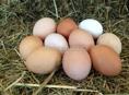 Яйца для инкубации, 90шт доступно 7251358