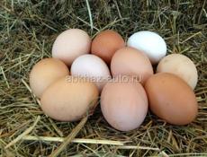 Яйца для инкубации, 90шт доступно 7251358