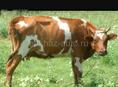 Пропал бычек 1.5 года