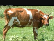 Пропал бычек 1.5 года