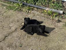 Немецкая овчарка 