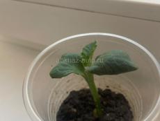 Продаю саженец тыквы 