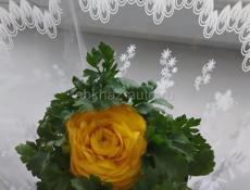 Индюки крупные, не бройлер. 