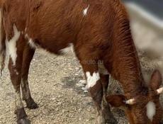 Продаются коровы,звонить по номеру тел.9207076