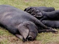 Продаются поросята