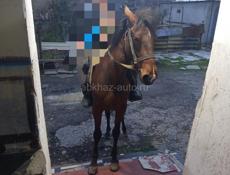 Продаю лошадь маладая умная дети катаются ей 3 года  вещи тащила была в гарах нужны деньги очень срочно находитсах се в Агудзерах можно поработать для конных прогулок 