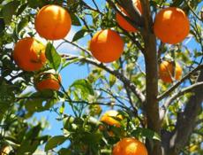 Апельсины собранные