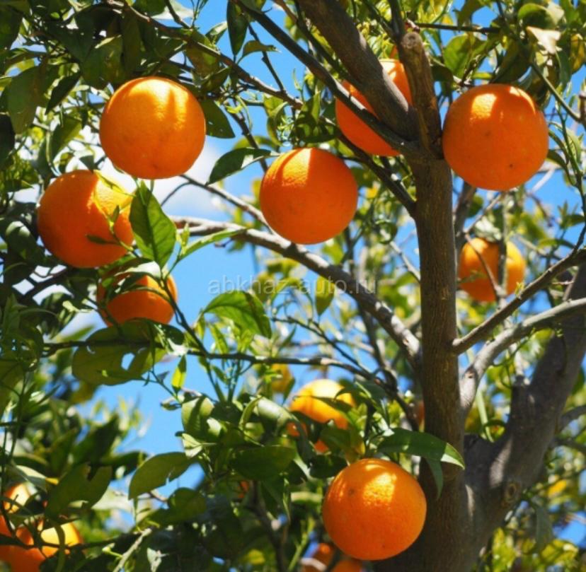 Апельсины собранные