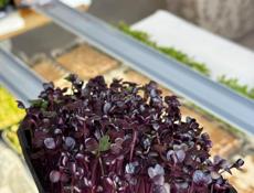 Микрозелень