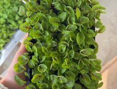 Микрозелень и съедобные цветы