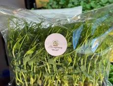 Микрозелень и съедобные цветы 