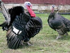 Есть петухи индюшки
