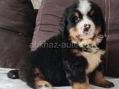 Щенки Бернский зенненхунд