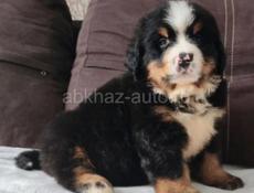 Щенки Бернский зенненхунд