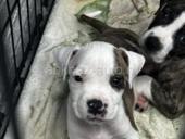 ЩЕНКИ СТАФФОРДШИРСКОГО ТЕРЬЕРА 