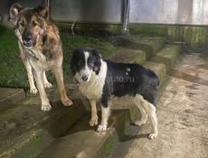 Отдадим в хорошие руки