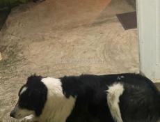 Отдадим в хорошие руки